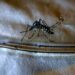 Aumenta a 119 el número de muertes por dengue en Argentina