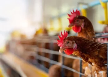 OMS: transmisión de gripe aviar es de «gran preocupación»