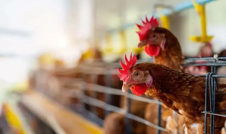 OMS: transmisión de gripe aviar es de «gran preocupación»