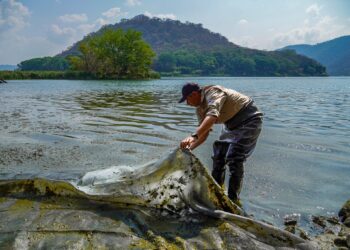 Medio Ambiente retira cianobacterias del lago de Coatepeque