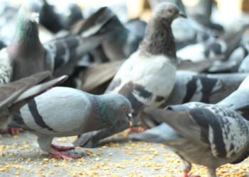 Multan con mil euros a dos hombres que alimentan palomas en España