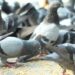 Multan con mil euros a dos hombres que alimentan palomas en España