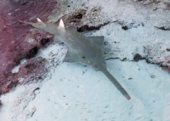 Peces sierra están dando vueltas hasta morir en Florida