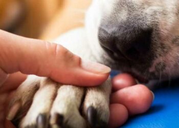 En Chile impulsan proyecto para otorgar permiso laboral por muerte de mascotas