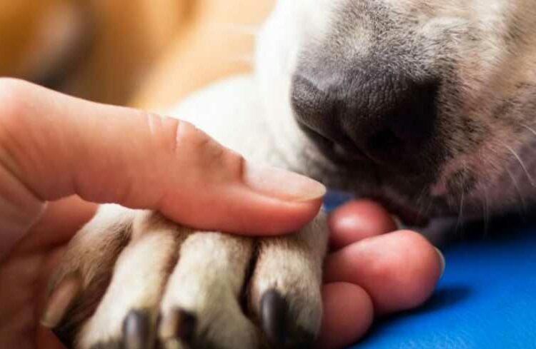 En Chile impulsan proyecto para otorgar permiso laboral por muerte de mascotas