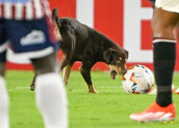 VIDEO: Un perro interrumpe un partido de fútbol en Colombia y se roba el balón