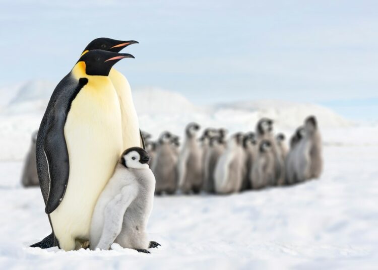 Muerte masiva de crías de pingüino inquieta a científicos