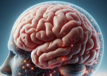 Estudio revela que el cerebro humano es cada vez más grande