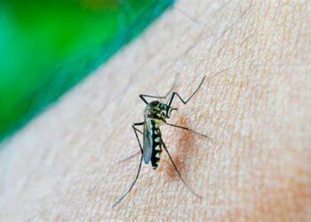 Guatemala declara emergencia nacional por epidemia de dengue