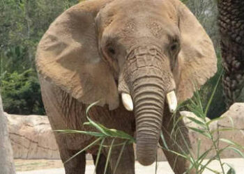 La elefanta «más triste del mundo» gana amparo histórico en México