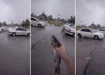 (VIDEO) Insólita ‘lluvia’ de peces sobre una ciudad iraní