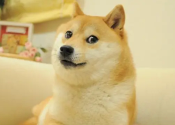 Murió Kabosu, la perra que fue la imagen de la criptomoneda Dogecoin y famosa por sus «memes»