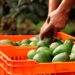 Cambio climático: El talón de Aquiles del cultivo de aguacate