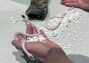 Pasajero de avión trata de esconder en sus pantalones un equipaje inusual