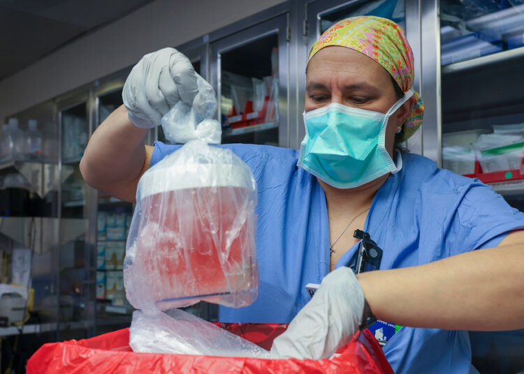 Fallece el paciente que recibió el primer trasplante de riñón de cerdo en el mundo