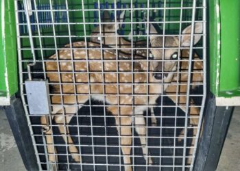 Policía Nacional Civil rescató dos crías de venado en La Libertad