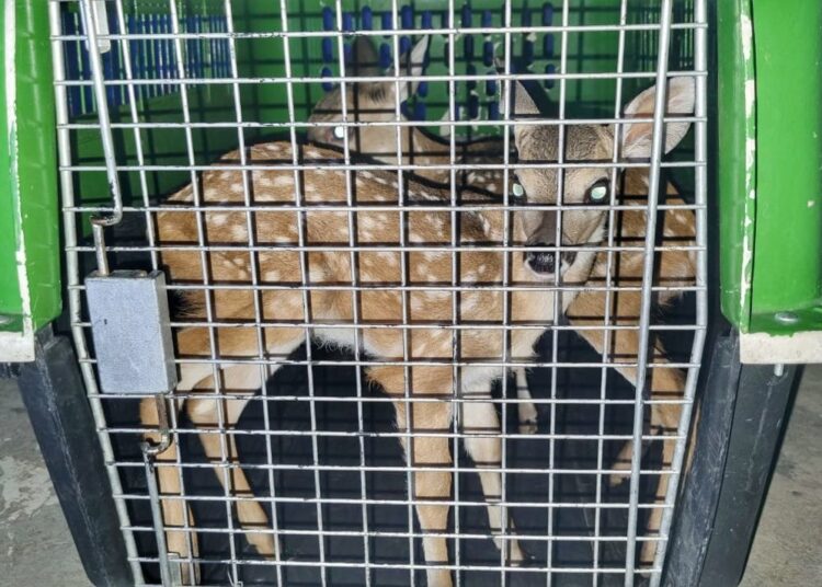 Policía Nacional Civil rescató dos crías de venado en La Libertad