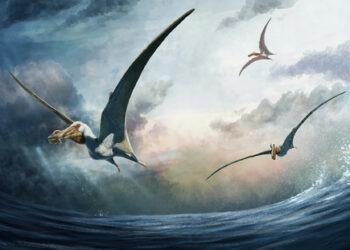 En Australia descubrieron fósiles de una especie desconocida de dinosaurios voladores