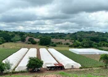 Nueva zona productora de hortalizas busca triplicar cosecha de tomates