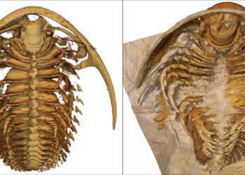 Hallan fósiles de criaturas ‘selladas’ en ceniza volcánica