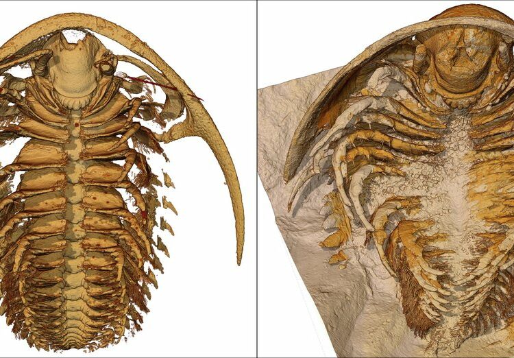 Hallan fósiles de criaturas ‘selladas’ en ceniza volcánica