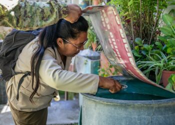La lucha contra el dengue continúa a nivel nacional gracias a las jornadas articuladas que las instituciones de gobierno realizan a nivel nacional