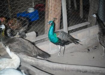 Capturan a personas que comercializaban animales exóticos a través de redes sociales