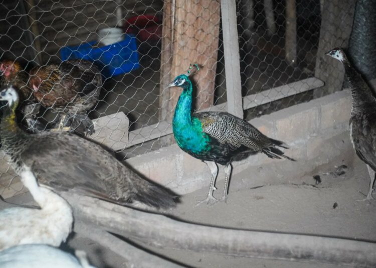 Capturan a personas que comercializaban animales exóticos a través de redes sociales