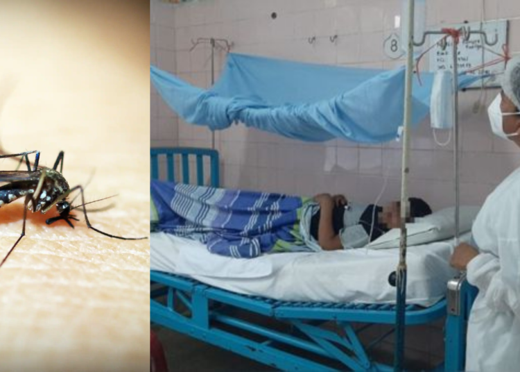 Más de 9 millones de casos de dengue en el continente Americano han sido reportado por la OPS