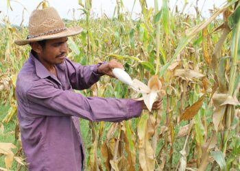 Presidente Bukele elimina los aranceles por 10 años a fertilizantes para incentivar la producción agrícola
