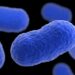 Dos muertos y 28 infectados por brote de listeriosis en EE.UU.