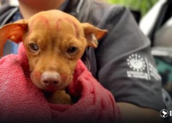 Autoridades del IBA rescatan un perrito en Ahuachapán