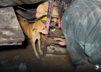 2 perritos murieron, 7 fueron rescatados, y más de cien serán evacuados de un refugio dañado por las tormentas en Cuscatancingo