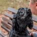 Determinan qué olor humano puede afectar profundamente a los perros