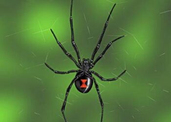 Adolescente en Morazán fue picado por una araña viuda negra, que contiene uno de los venenos más letales del mundo