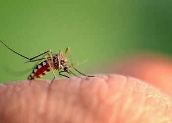 OPS intensifica esfuerzos en la región ante el incremento del dengue, mientras El Salvador es el país menos afectado por la enfermedad