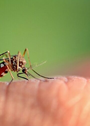 OPS intensifican esfuerzos en Centroamérica ante el incremento de casos de dengue