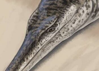 Descubren en Alemania un cocodrilo marino de 135 millones de años