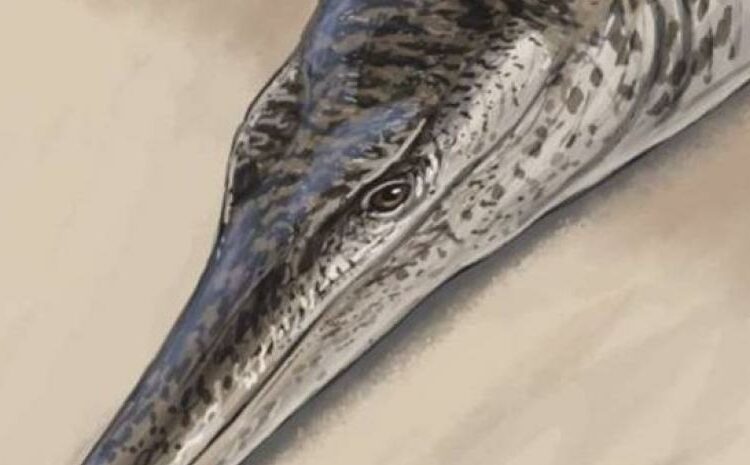 Descubren en Alemania un cocodrilo marino de 135 millones de años