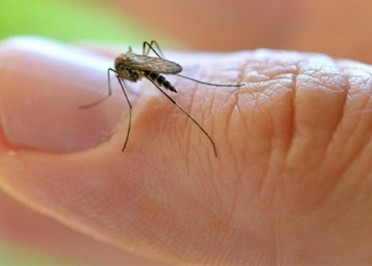 El zancudo Aedes aegypti usa el infrarrojo para detectar objetivos humanos