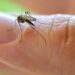 El zancudo Aedes aegypti usa el infrarrojo para detectar objetivos humanos