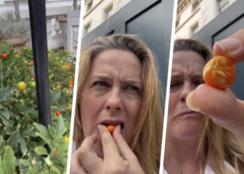 Alicia Silverstone está “viva y bien” después de haber comido un fruto venenoso