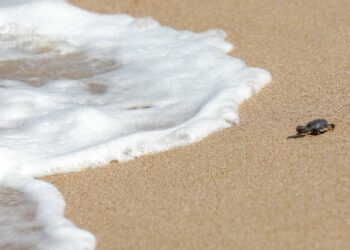 Anuncian nueva etapa de la iniciativa Misión Océano que cubrirá el 100% de la costa salvadoreña 