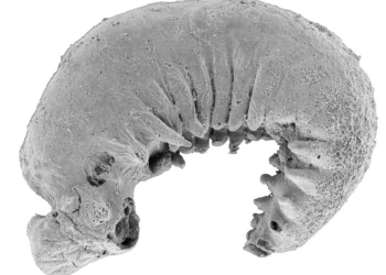 Hallan fósil de 520 millones de años con cerebro y vísceras