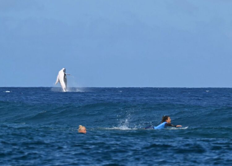 Una ballena se robó la atención en las semifinales de surf femenino de los Juegos Olímpicos