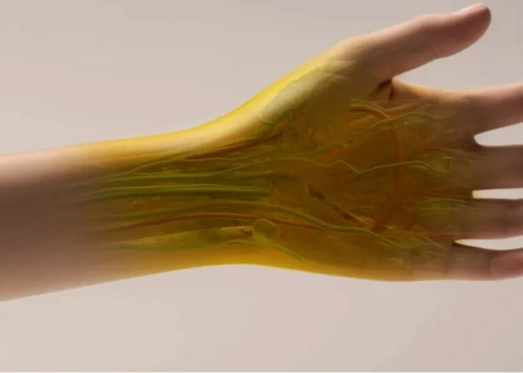 Científicos revelan una forma de hacer la piel transparente