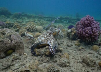 VIDEO: Los pulpos forman grupos de caza con peces, pero a veces ‘traicionan’ al equipo