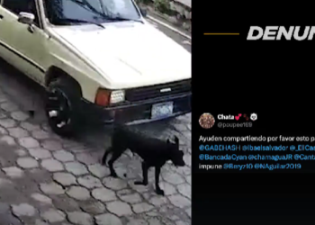 Ubican y multan a conductor que atropelló a un perrito en Aguilares