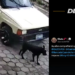 Ubican y multan a conductor que atropelló a un perrito en Aguilares