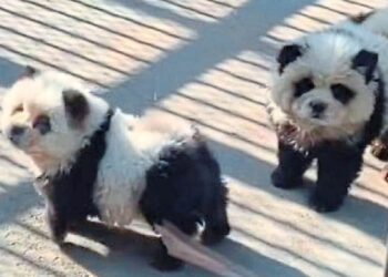 (VIDEO) Un zoo de China admite haber hecho pasar a perros pintados por osos panda